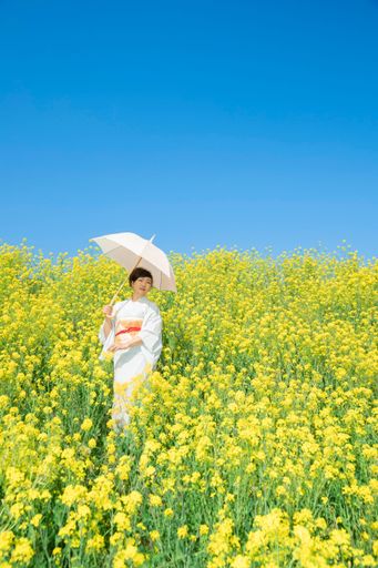 Japanese woman wearing kimono enjoys the Spring season in beautiful Yellow Flowers or Nanohana Blooming in Japan.