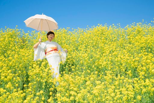 Japanese woman wearing kimono enjoys the Spring season in beautiful Yellow Flowers or Nanohana Blooming in Japan.