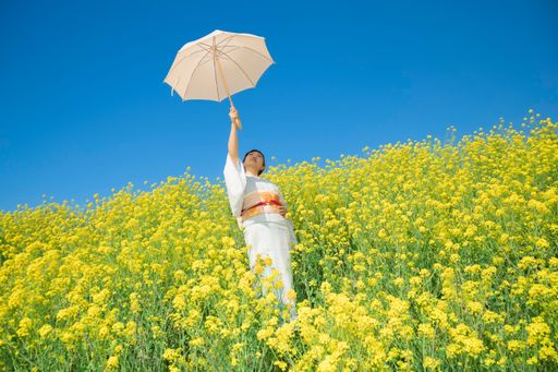 Japanese woman wearing kimono enjoys the Spring season in beautiful Yellow Flowers or Nanohana Blooming in Japan.