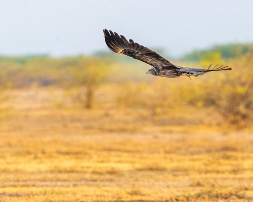 A steppe eagle with wings outstretched, soaring gracefully above a barren grassy plain