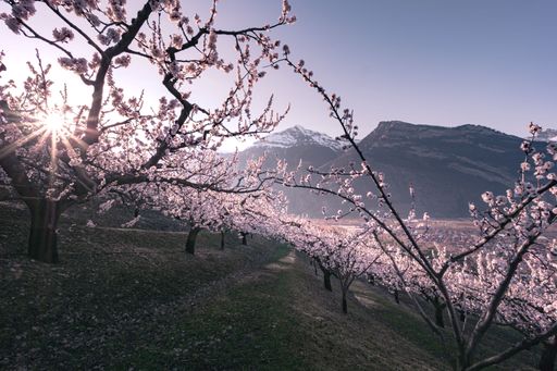 Landscape view with a sunburst and a soft light on an apricot orchard at spring in Saxon in Wallis Switzerland, and a mountain range in the background
