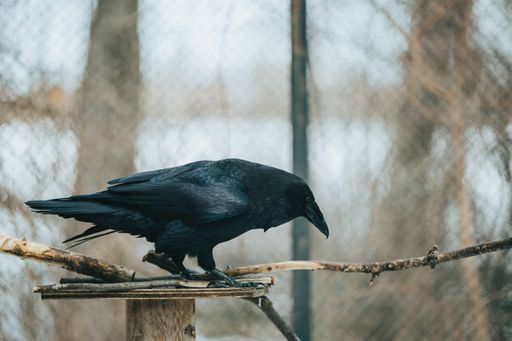 A raven perched on a branch in an aviary.