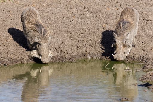 Two warthogs drinking water on watering hole