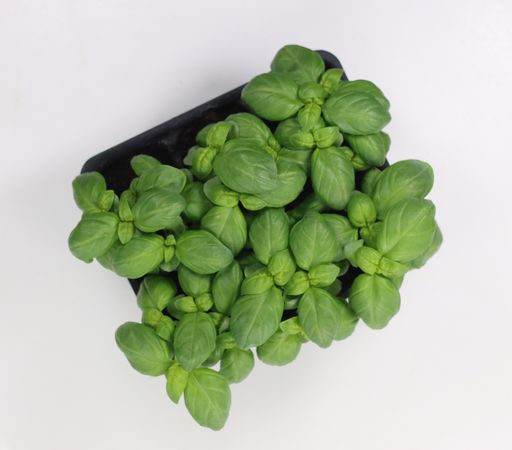 An overhead shot of basil seedlings ready to be transplanted