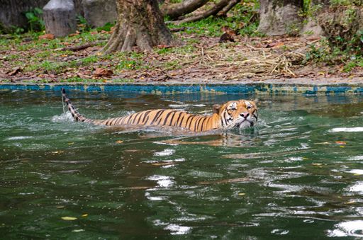 A tiger swimming in the pond at zoo