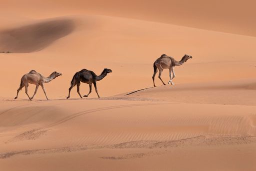 The camels in the Sahara desert walking peacefully against the backdrop of dunes.