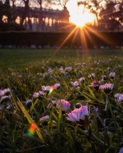 A vertical shot of wildflowers blooming in a park under the bright sunlight with a blurry background
