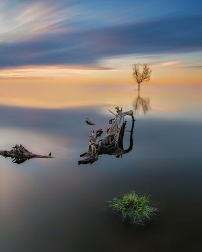 A vertical shot of a bare tree and logs in the sea with long exposure during the sunset