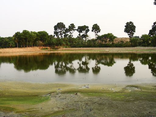 A beautiful high trees view reflection on the small mossy lake, India