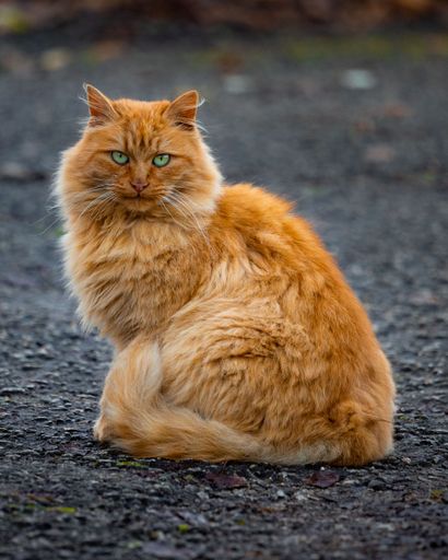 An orange tabby cat sits amidst a city street, looking out with piercing blue eyes