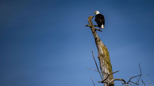 A majestic bald eagle is perched atop a dead tree branch under a bright blue sky