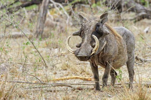 A closeup shot of a common warthog in the Southern Africa