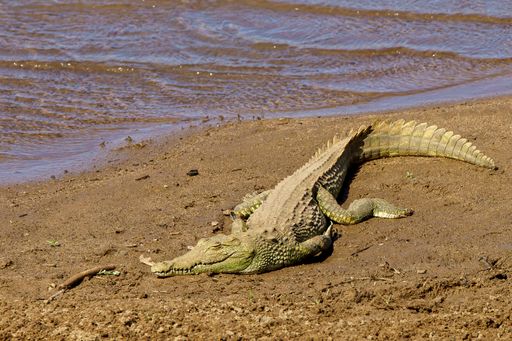 A closeup shot of an alligator lying on the shore of the water in Africa