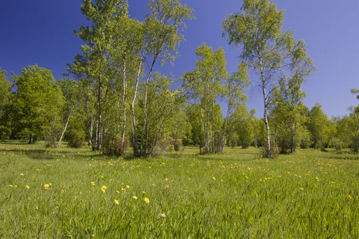 A beautiful green field with trees during daylight