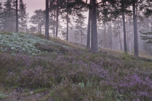 A closeup of beautiful pink flowers and tall trees in a foggy weather
