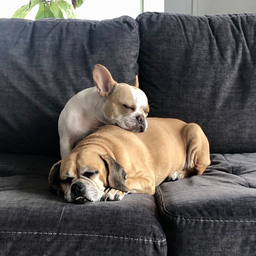 A cute French Bulldog and Puggle lying on each other and sleeping on the sofa