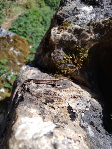 A close-up image of a small, brown and green lizard perched atop a large, grey rock surrounded by lush green grass and small stones