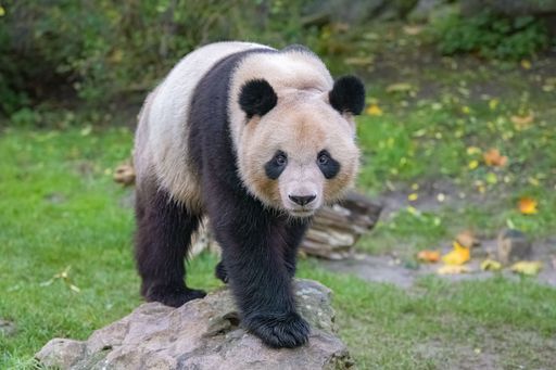 A giant panda standing on the grass, portrait
