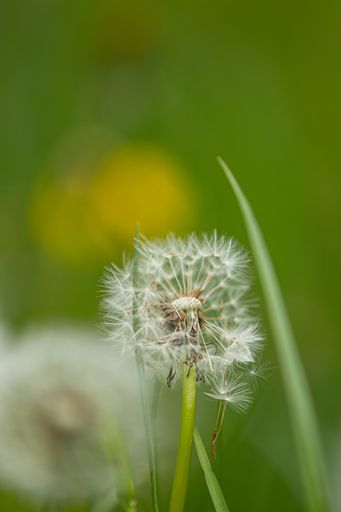 A blowball dandelion (taraxacum) with blurry background