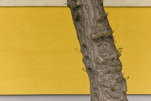 A close-up image of a tree trunk in the foreground against a yellow wall in the background
