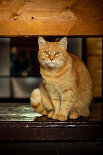 An adorable ginger cat sits atop a wooden table