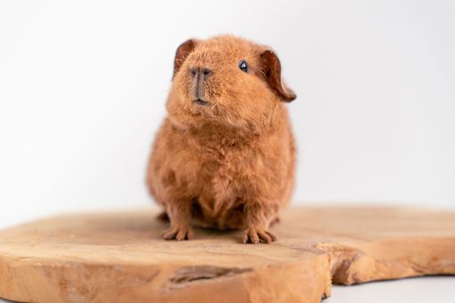 A closeup of an adorable guinea pig on a wooden surface with a white background