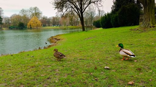 A couple of cute male and female mallards resting by the pond in the park