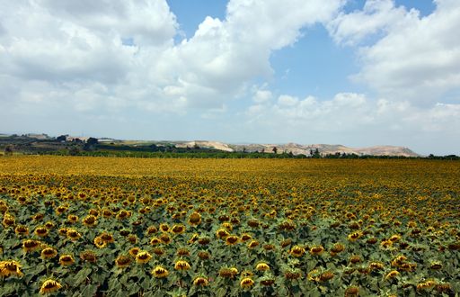 A beautiful view of a sunflower field with a mountain background under a cloudy sky