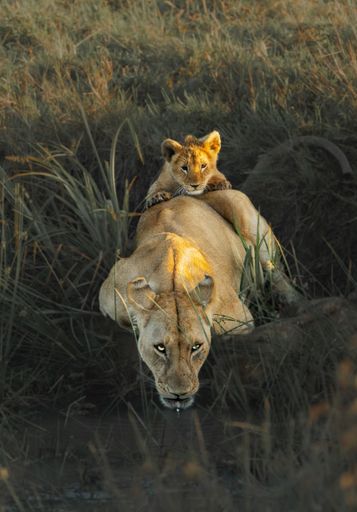 A lion mother and her cub laying in the tall grass with a tranquil body of water in the background
