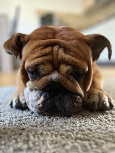 A closeup shot of an adorable English bulldog lying on the ground with its eyes closed.