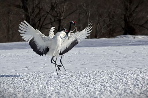 A majestic shot of Red-crowned cranes standing on the snowy ground with their wings spread wide, against the winter backdrop in Japan