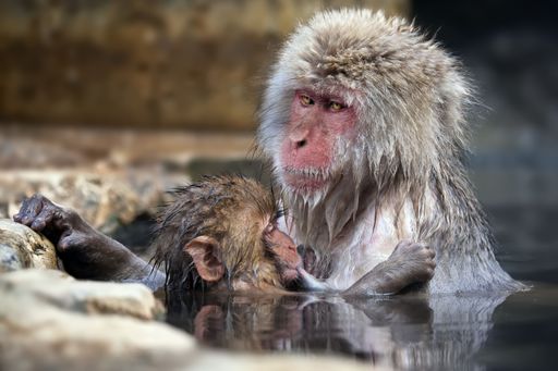 A cute shot of two Macaque monkeys enjoying a refreshing swim in a natural body of water in Jigokudani Monkey Park, Japan