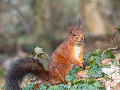 A closeup shot of a red squirrel perched atop a pile of lush green leaves in a serene, wooded landscape