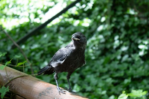 A closeup of a raven perched on a wooden pole in a field with a blurry background