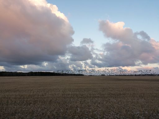 A beautiful view of a dry grass field with a flock of birds flying off the ground under a cloudy sk