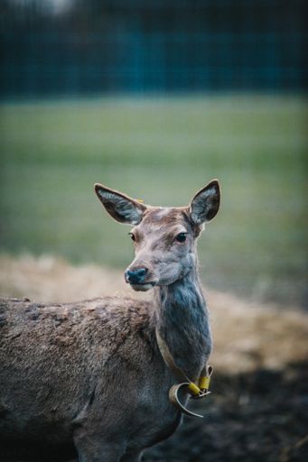 A vertical shot of White-tailed deer standing on the field