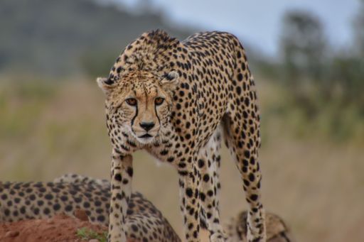 A gorgeous cheetah in the savanna, eyes wide and alert.