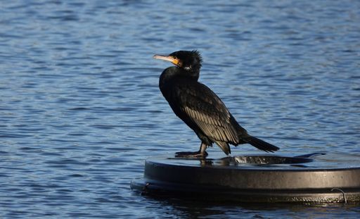 A selective focus shot of the Great Cormorant (Phalacrocorax carbo) in