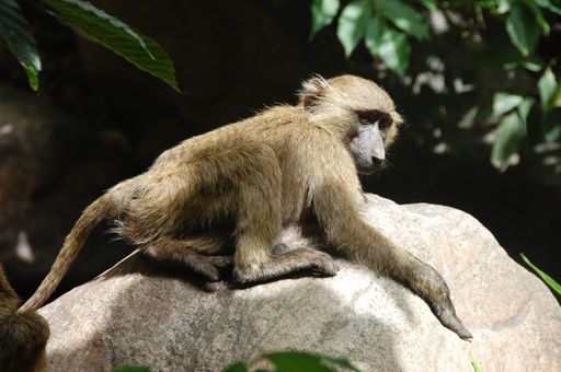 A monkey sits atop a sunlit rock, basking in the warm glow of the sun