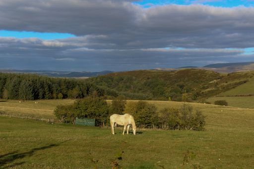 A white horse grazing in a field with trees and a mountain range in the background