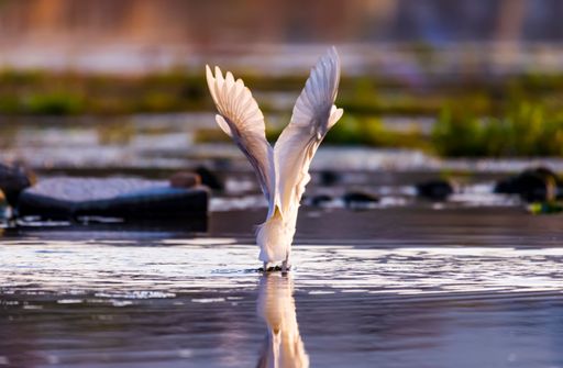 A great egret soaring its wings spread widely over a tranquil body of water