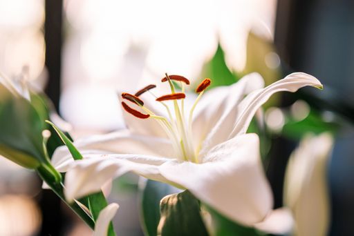 lily flower bokeh crop view