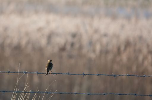 A selective focus shot of a sparrow perched on a barbed wire fence