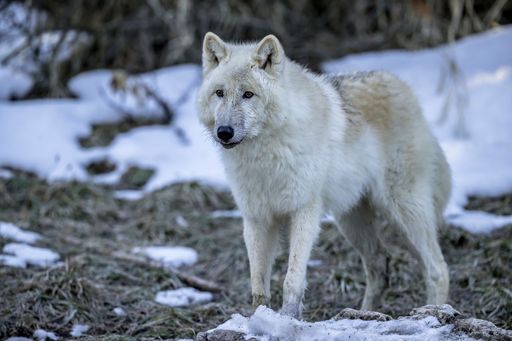 A majestic white wolf stands atop a blanket of snow in a vast landscape