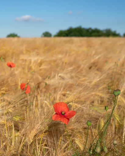 A closeup shot of beautiful red poppies in the wheat field on a sunny day