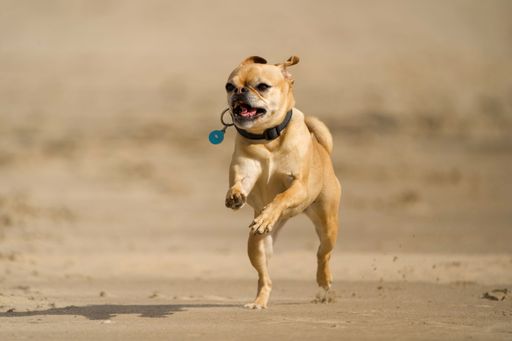 A playful brown and white dog walking leisurely on a sand