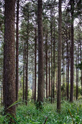 A vertical shot of high trees in a forest