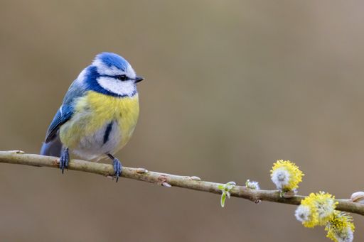A closeup shot of a Eurasian blue tit perched on a willow branch