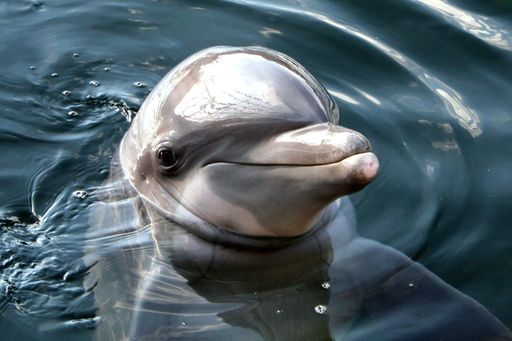 A beautiful dolphin smiling and curiously looking around in a tranquil blue ocean environment