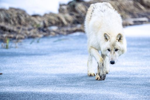 A white wolf standing in snow covered ground